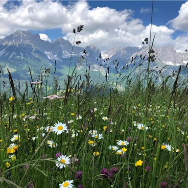 A blooming sea of meadows with colorful flowers and green grasses. In the background, majestic mountains and a blue sky can be seen.