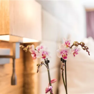 Ein modernes Schlafzimmer mit sanfter Beleuchtung und einer schönen Phalaenopsis-Orchidee. Die warmen Holztöne schaffen eine gemütliche Atmosphäre.