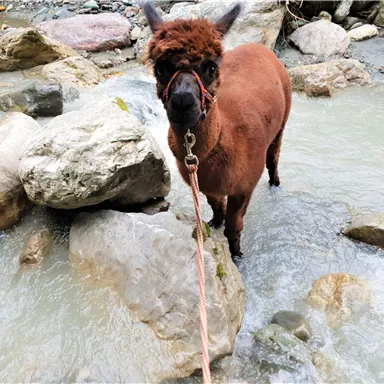 A llama stands in the flowing water between large stones. It has a brown coat color and wears a halter.
