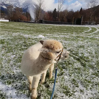 A sheep on a snowy meadow with mountains in the background. The sky is blue with some clouds.