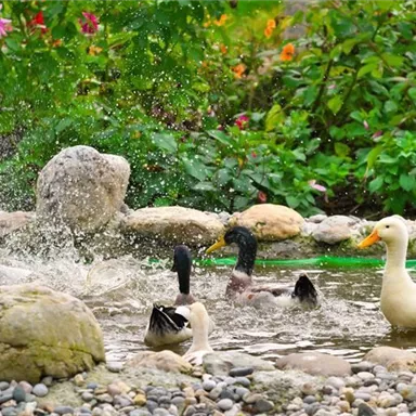A quiet pond with several ducks swimming and splashing in the water. Surrounded by colorful flowers and green plants.