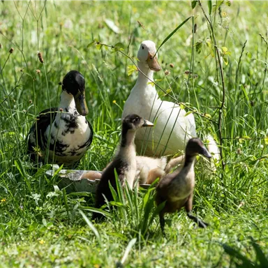 Eine Gruppe von Enten steht in einem grünen Garten. Die Szene zeigt eine Mischung aus erwachsenen und jungen Enten, umgeben von saftigem Gras.