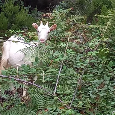 A white goat stands among green plants and ferns. It gazes curiously out of the thicket.