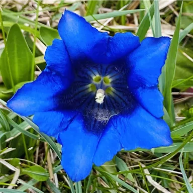 Eine leuchtend blaue Blüte mit einer sternförmigen Form. Sie wächst im grünen Gras.