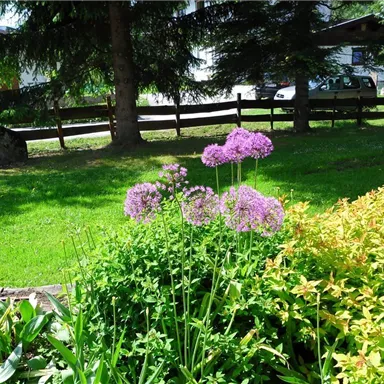Ein sonniger Garten mit bunten Blumen und grünem Gras. Im Hintergrund sind Bäume und ein Zaun sichtbar.