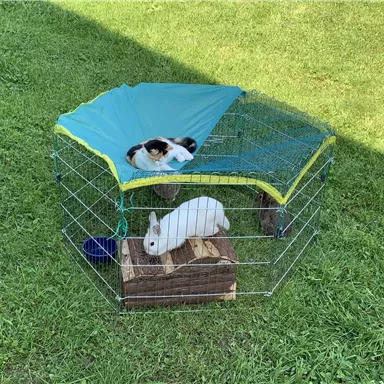 Ein Käfig mit einem weißen Kaninchen und einer Katze, die auf dem Dach sitzt. Der Käfig steht auf grünem Gras unter einem sonnigen Himmel.