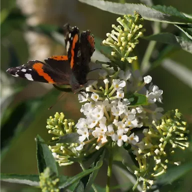 A beautiful butterfly on a blooming plant. The flowers are white and the leaves are green.