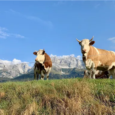 Eine Gruppe von Kühen auf einer Wiese mit einer beeindruckenden Bergkulisse im Hintergrund. Der Himmel ist klar und strahlend blau.