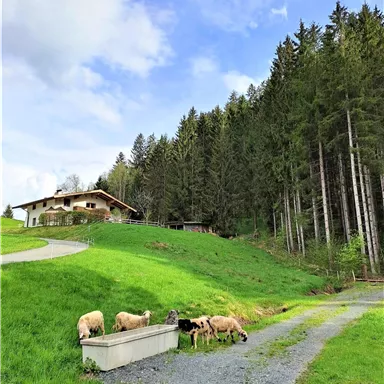 Eine malerische Landschaft mit einem Bauernhaus und Bäumen. Im Vordergrund grasen Schafe auf der Wiese.
