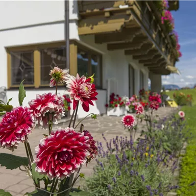 A beautiful terrace with colorful flowers in the foreground. In the background, there is a house with balconies and a green lawn.