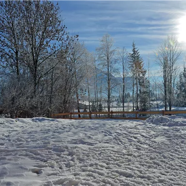 A snowy landscape with bright sunshine and snow-covered trees. The sky is clear and blue, creating a peaceful winter atmosphere.