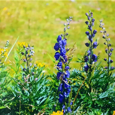 Colorful flowers in a meadow, with bright blue and yellow blooms. The green surroundings give the scene a fresh and vibrant atmosphere.