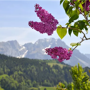 Eine blühende Flieder-Pflanze mit rosa Blumen vor einer malerischen Berglandschaft. Die Berge sind mit Schnee bedeckt und der Himmel ist klar und blau.