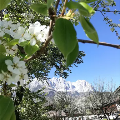 Eine blühende Birke im Vordergrund mit weißen Blüten. Im Hintergrund sind hohe Berge und ein klarer blauer Himmel zu sehen.
