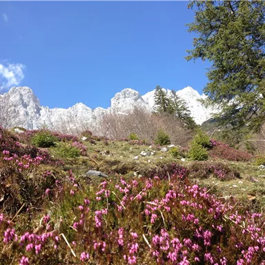 Eine blühende Wiese mit lila Blumen und grünem Gras. Im Hintergrund sind majestätische Berge und ein blauer Himmel zu sehen.