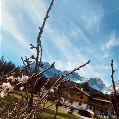 Blossoming branches in the foreground with mountains in the background. A tranquil landscape with a blue sky.