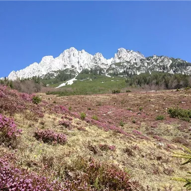 Eine majestätische Berglandschaft mit schneebedeckten Gipfeln. Im Vordergrund blühen lila Pflanzen auf einer grünen Wiese.