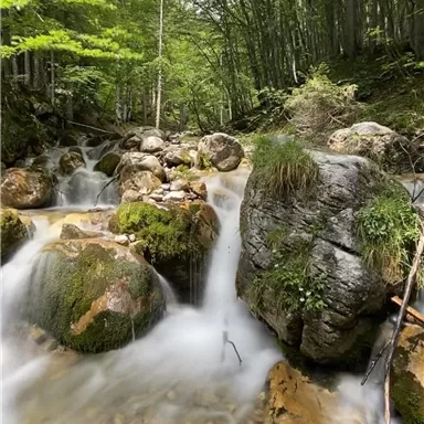 Ein klarer Bach fließt durch einen grünen Wald. Große Steine und Moos sind am Ufer sichtbar.