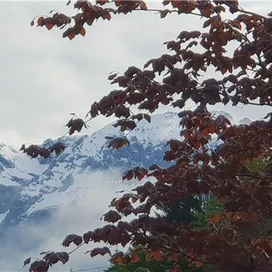 A beautiful mountain view with snow-covered peaks and a tree with colorful leaves in the foreground. The sky is cloudy and conveys a tranquil atmosphere.