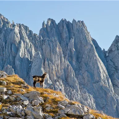 Gämse am Wilden Kaiser