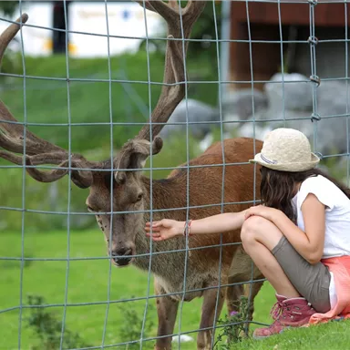 Ein Mädchen sitzt an einem Zaun und streichelt ein Reh mit großen Geweihen. Die Szene findet in einer grünen, natürlichen Umgebung statt.