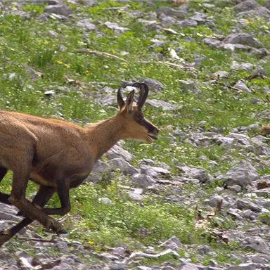 Ein flinkes Tier, wahrscheinlich ein Gemse, läuft über einen felsigen Untergrund. Die Umgebung ist grün und mit Steinen bedeckt.