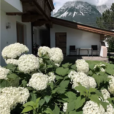 Ein schönes Haus mit einem Garten voller weißer Hortensien. Im Hintergrund sind Berge und ein blauer Himmel sichtbar.