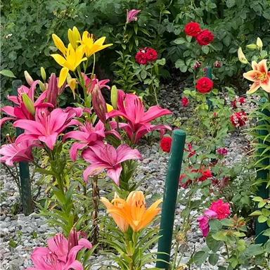 Ein bunter Garten voller Blumen mit verschiedenen Lilien und Rosen. Die Farben reichen von Pink und Gelb bis Rot und Orange.