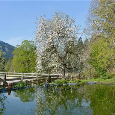 A beautiful garden with a pond, surrounded by blooming trees and green plants. In the background, hills and a fence can be seen.