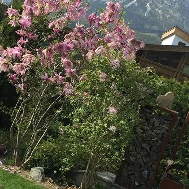 Eine schöne Blütenpflanze mit rosa Blüten steht in einem Garten. Im Hintergrund sind majestätische Berge sichtbar.