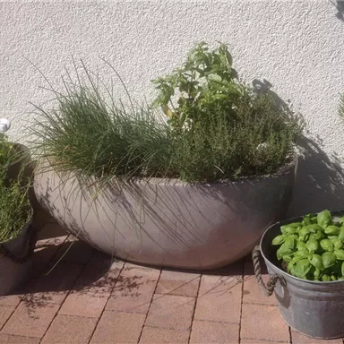 Ein Garten mit verschiedenen Pflanzen in Töpfen. Im Vordergrund steht ein großer grauer Topf mit Kräutern und im Hintergrund kleinere Töpfe mit weiteren Pflanzen.