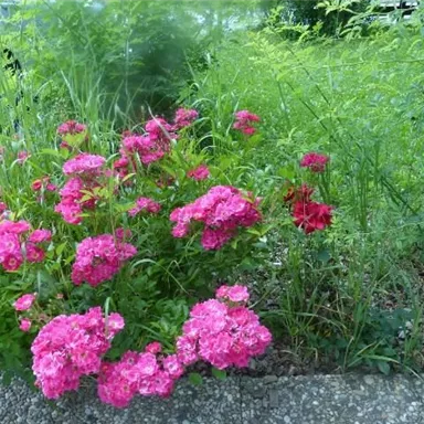 Colorful flowers in various shades of pink grow by the roadside. Surrounded by green grass and bushes.