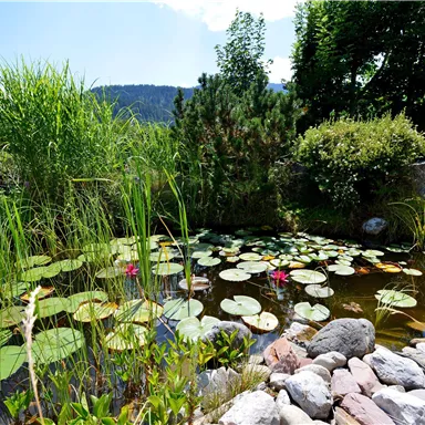 Ein ruhiger Teich mit Seerosen und grünen Pflanzen umgeben von Steinen. Im Hintergrund ist ein klarer Himmel und sanfte Hügel zu sehen.