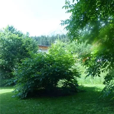 A green garden with dense bushes and trees. In the background, mountains and a light blue sky are visible.