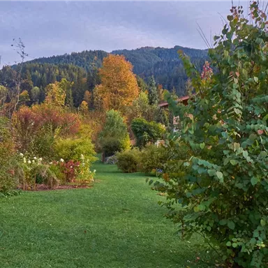 A picturesque garden with colorful plants and a lush green lawn. In the background, a forested mountain landscape rises under a cloudy sky.