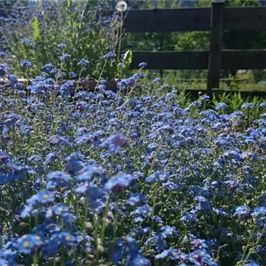 Ein Feld mit blauen Blumen, umgeben von grüner Wiese und einem Holzzaun. Im Hintergrund ist ein schöner, sonniger Tag zu sehen.
