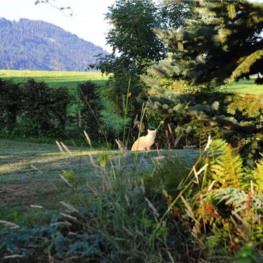 Eine ruhige Landschaft mit Grünflächen und Bäumen. Im Hintergrund sind sanfte Hügel zu sehen.
