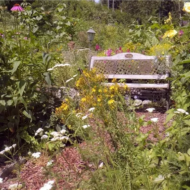 A cozy bench sits in a blooming garden. Surrounded by colorful flowers and lush greenery, the place invites relaxation.
