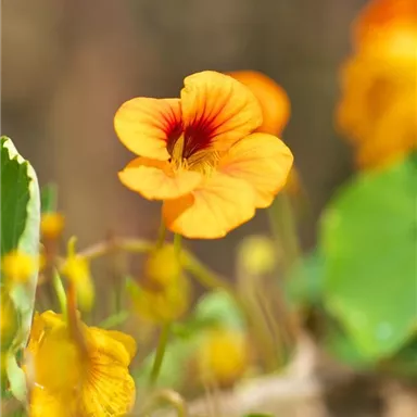 A brightly colored orange flower with a red center. In the background, green leaves and more yellow flowers can be seen.