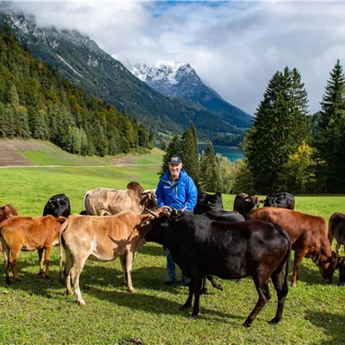 A farmer stands in a green meadow surrounded by cows. In the background, mountains and trees can be seen.