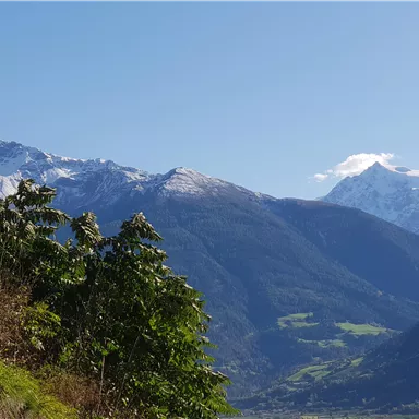 An impressive mountain landscape with snow-covered peaks and green meadows in the foreground. The clear sky provides a beautiful backdrop for nature.