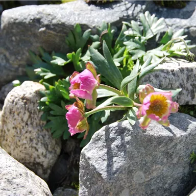 A flower with pink blossoms grows among gray stones. In the background, green plants can be seen.
