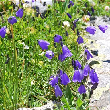 Colorful purple flowers grow next to a rock. The scene shows a beautiful, natural meadow.