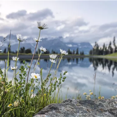 Ein stiller Teich umgeben von bunten Wildblumen und grüner Wiese. Im Hintergrund sind sanfte Berge und ein bewölkter Himmel zu sehen.