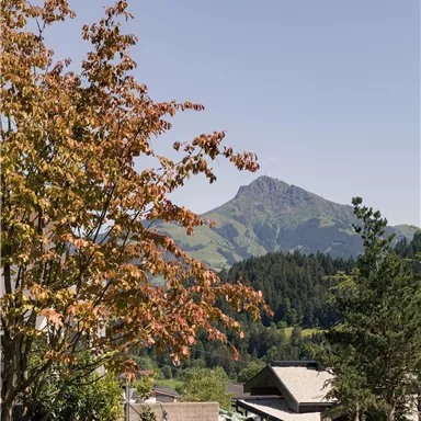 A beautiful view of the mountains with modern buildings in the foreground. The tree has bright orange leaves and the sky is clear.