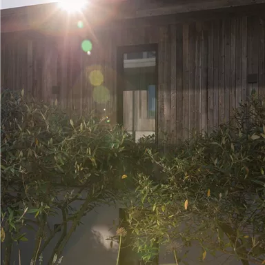 Ein modernes Holzhaus mit großen Fenstern, von grünen Pflanzen umgeben. Die Sonne scheint hell und erzeugt schöne Lichtreflexe.