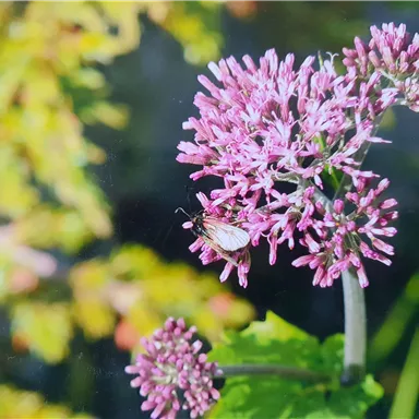 A flower with pink blossoms and green leaves. A small bee is sitting on one of the blossoms.