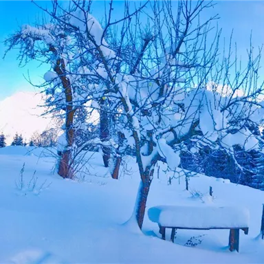 An idyllic chalet in winter, surrounded by snow and trees. The sky is clear and blue.