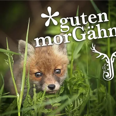 Ein neugieriger Fuchs spielt im hohen Gras. In der Ecke steht der Schriftzug „guten morGähn...“.