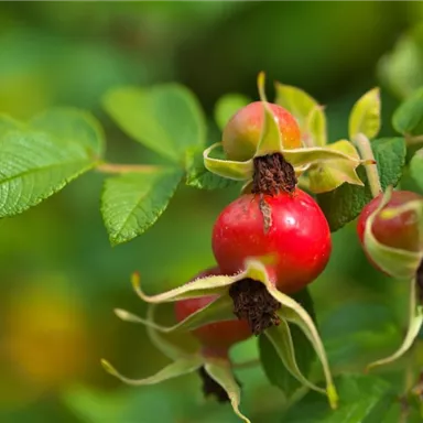 Ripe rose hips on a green bush. The fruits are red and contrast with the leafy plants.